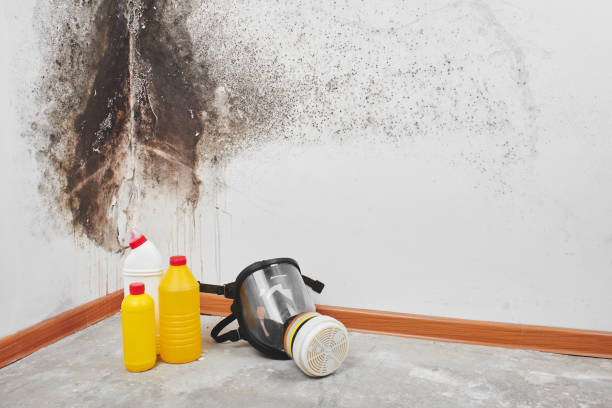 Panhandle, TX Mold Remediation Company