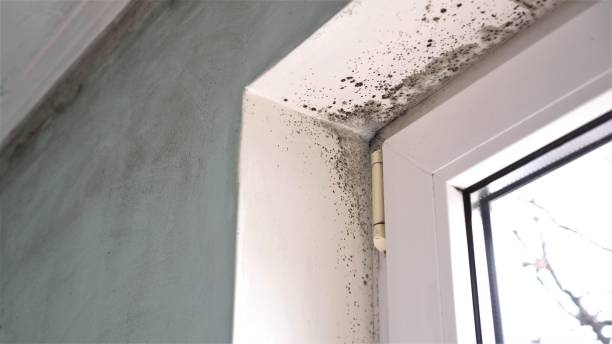  Panhandle, TX Mold Removal Pros