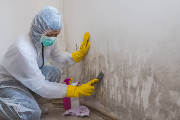 Best Black Mold Remediation in Panhandle, TX