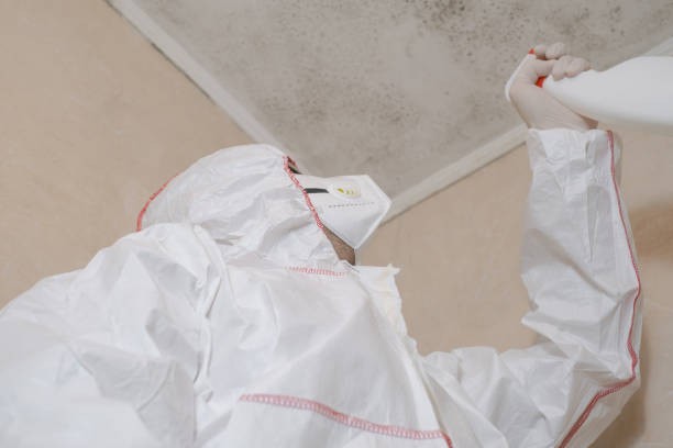 Best Basement Mold Remediation in Panhandle, TX