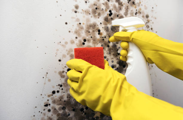 Best Commercial Mold Remediation in Panhandle, TX